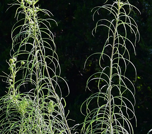 Helianthus_salicifolius_leaves2.jpg