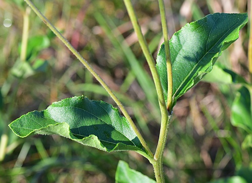 Helianthus_silphioides_alternate.jpg