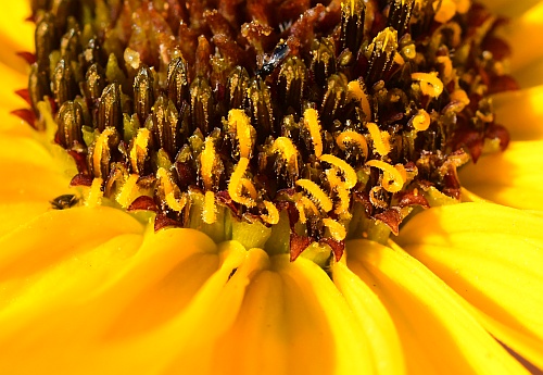 Helianthus_silphioides_florets.jpg