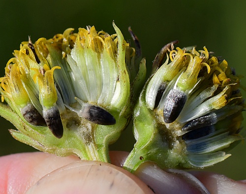 Helianthus_silphioides_fruits.jpg