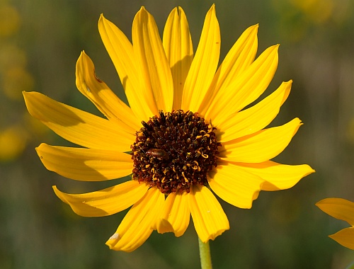 Helianthus_silphioides_head.jpg