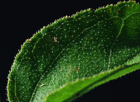Helianthus_silphioides_leaf1a.jpg