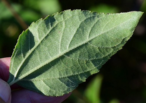 Helianthus_silphioides_leaf2.jpg