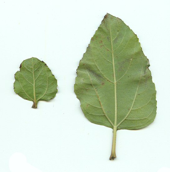 Helianthus_silphioides_leaves1.jpg