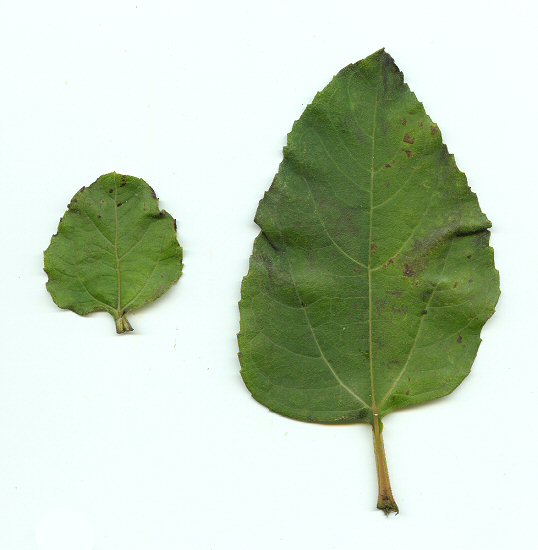 Helianthus_silphioides_leaves2.jpg