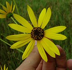 Helianthus silphioides thumbnail