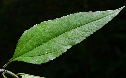 Helianthus_strumosus_leaf1.jpg