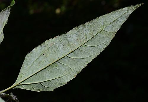 Helianthus_strumosus_leaf2.jpg