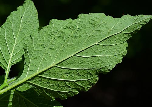 Heliotropium_indicum_leaf2.jpg