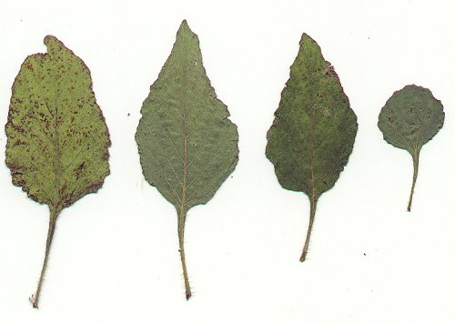 Heliotropium_indicum_pressed_leaves.jpg