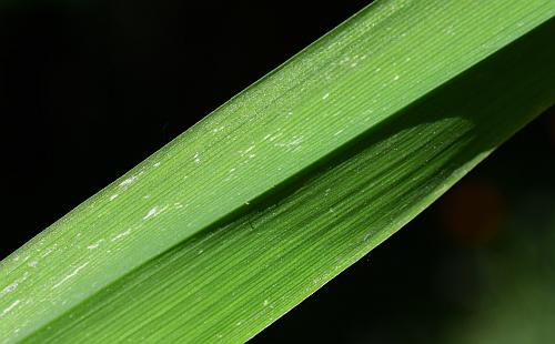 Hemerocallis_fulva_leaf2.jpg