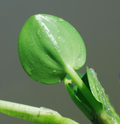 Heteranthera_rotundifolia_leaf2.jpg