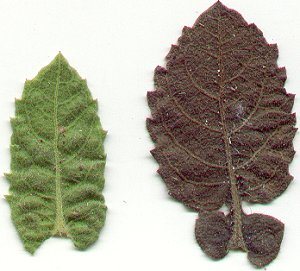 Heterotheca_subaxillaris_leaves.jpg