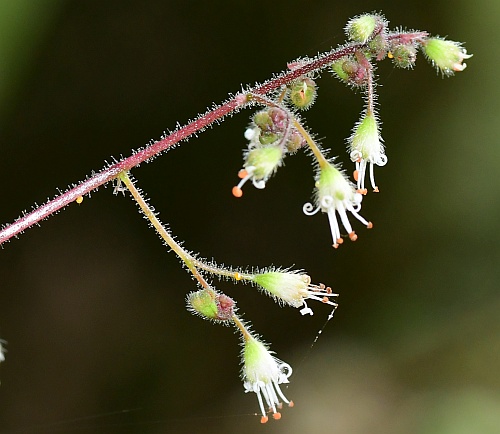 Heuchera_parviflora_flowers1.jpg