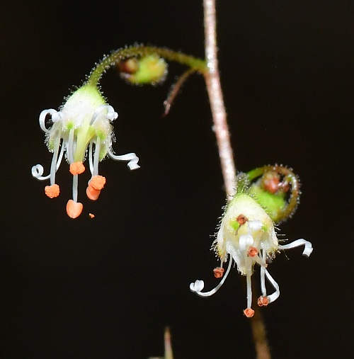 Heuchera_parviflora_flowers2.jpg