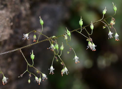 Heuchera_parviflora_inflorescence1.jpg