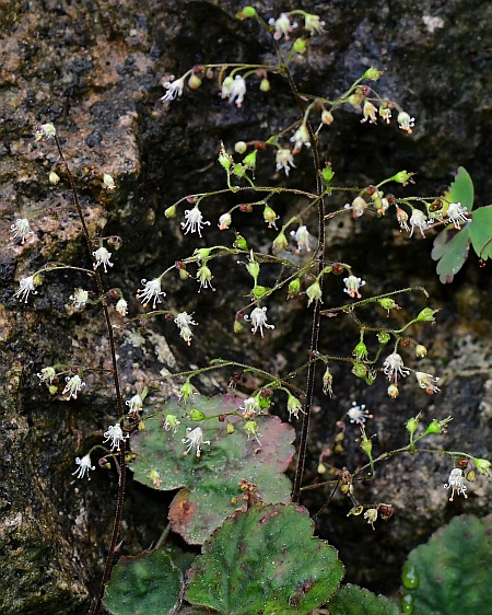 Heuchera_parviflora_inflorescence2.jpg