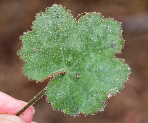 Heuchera_parviflora_leaf1.jpg