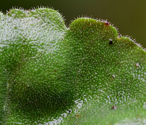 Heuchera_parviflora_leaf1a.jpg