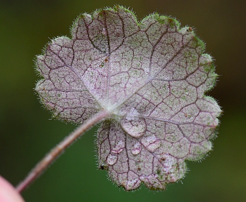 Heuchera_parviflora_leaf2.jpg