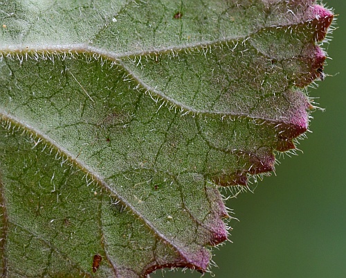 Heuchera_parviflora_leaf2a.jpg