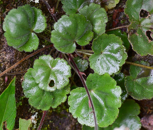 Heuchera_parviflora_leaves.jpg