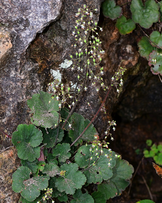 Heuchera_parviflora_plant.jpg