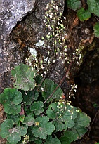 Heuchera parviflora thumbnail