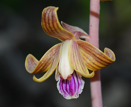 Hexalectris_spicata_flower1.jpg