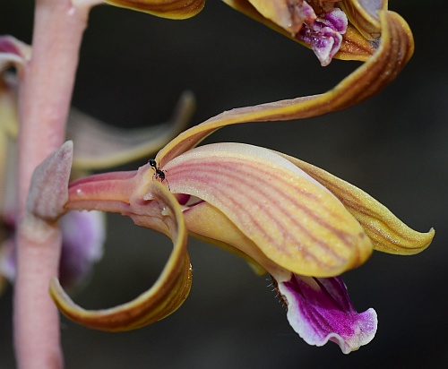 Hexalectris_spicata_flower3.jpg