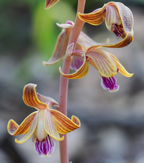 Hexalectris_spicata_flowers.jpg