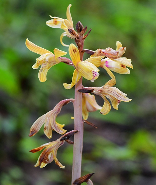 Hexalectris_spicata_inflorescence1.jpg