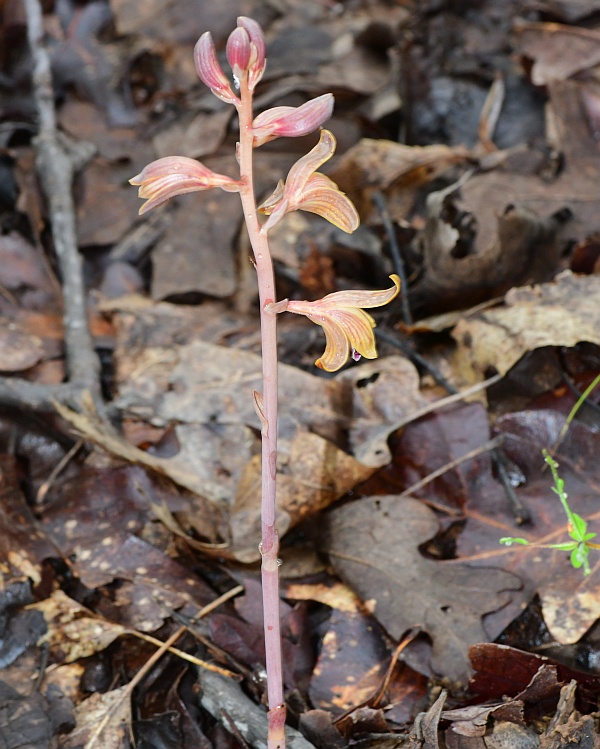 Hexalectris_spicata_plant.jpg