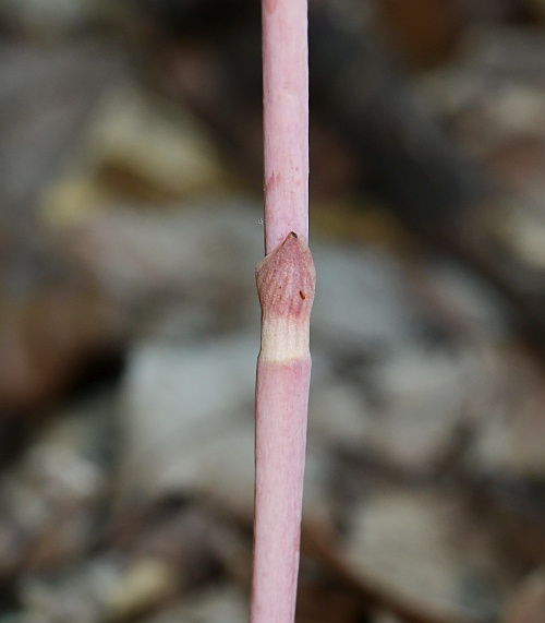 Hexalectris_spicata_stem.jpg