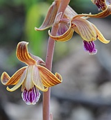 Hexalectris spicata thumbnail