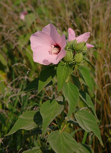 Hibiscus_lasiocarpos_pink_plant.jpg
