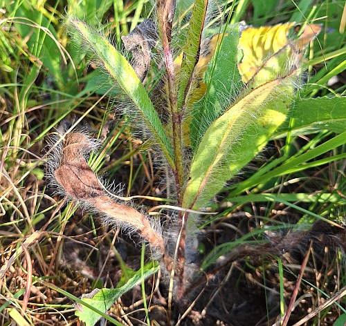 Hieracium_longipilum_base.jpg