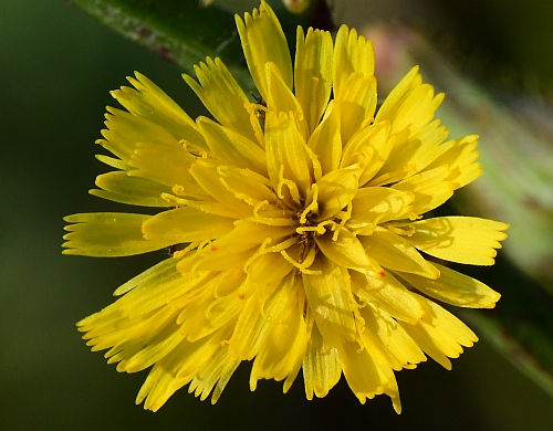 Hieracium_longipilum_florets.jpg