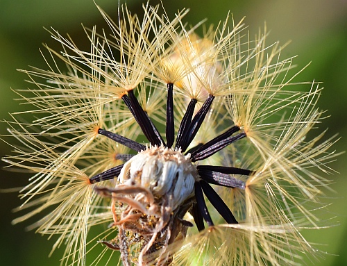 Hieracium_longipilum_fruits.jpg