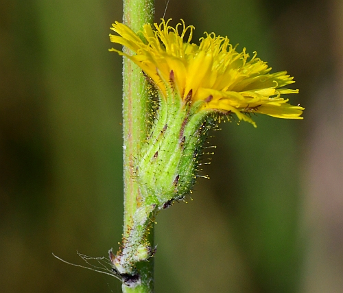 Hieracium_longipilum_head.jpg