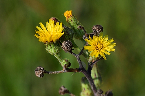 Hieracium_longipilum_heads.jpg