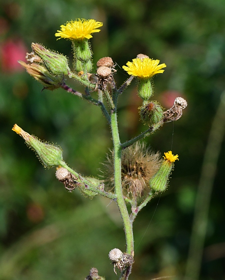 Hieracium_longipilum_inflorescence.jpg