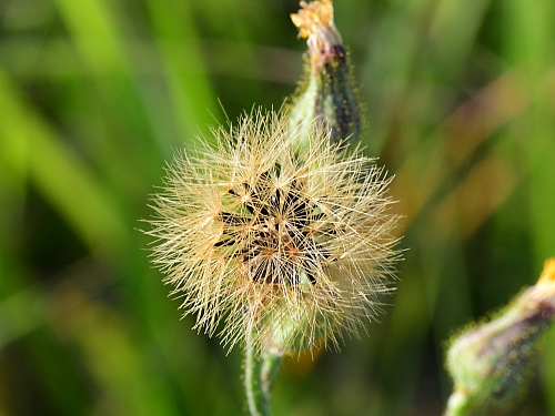 Hieracium_longipilum_infructescence.jpg