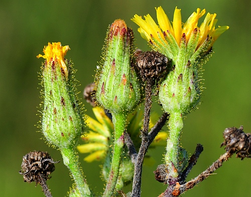 Hieracium_longipilum_involucres.jpg