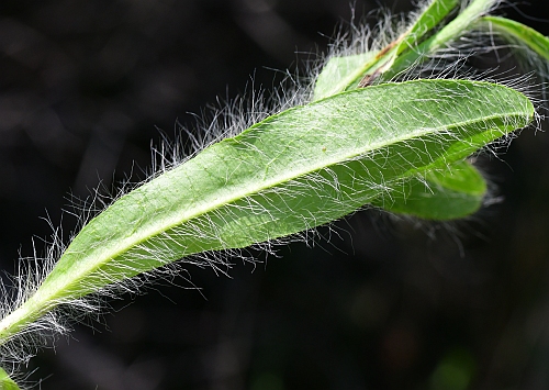 Hieracium_longipilum_leaf2.jpg