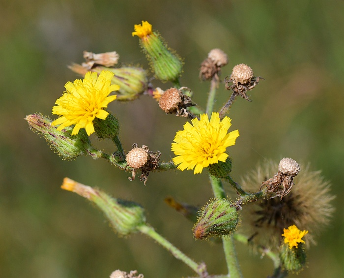 Hieracium_longipilum_plant.jpg