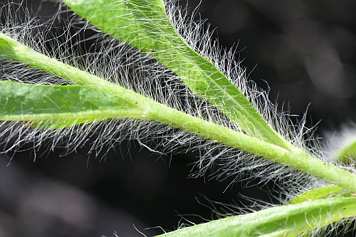 Hieracium_longipilum_stem1.jpg