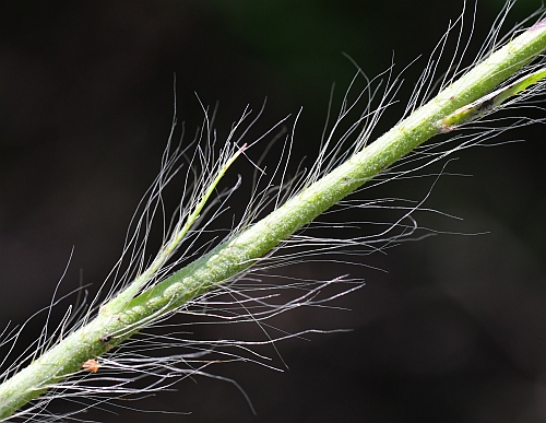 Hieracium_longipilum_stem2.jpg