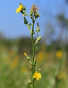 Hieracium longipilum thumbnail