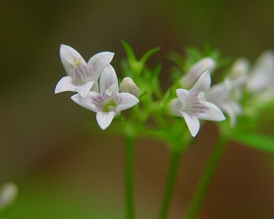 Houstonia_purpurea_flowers1.jpg